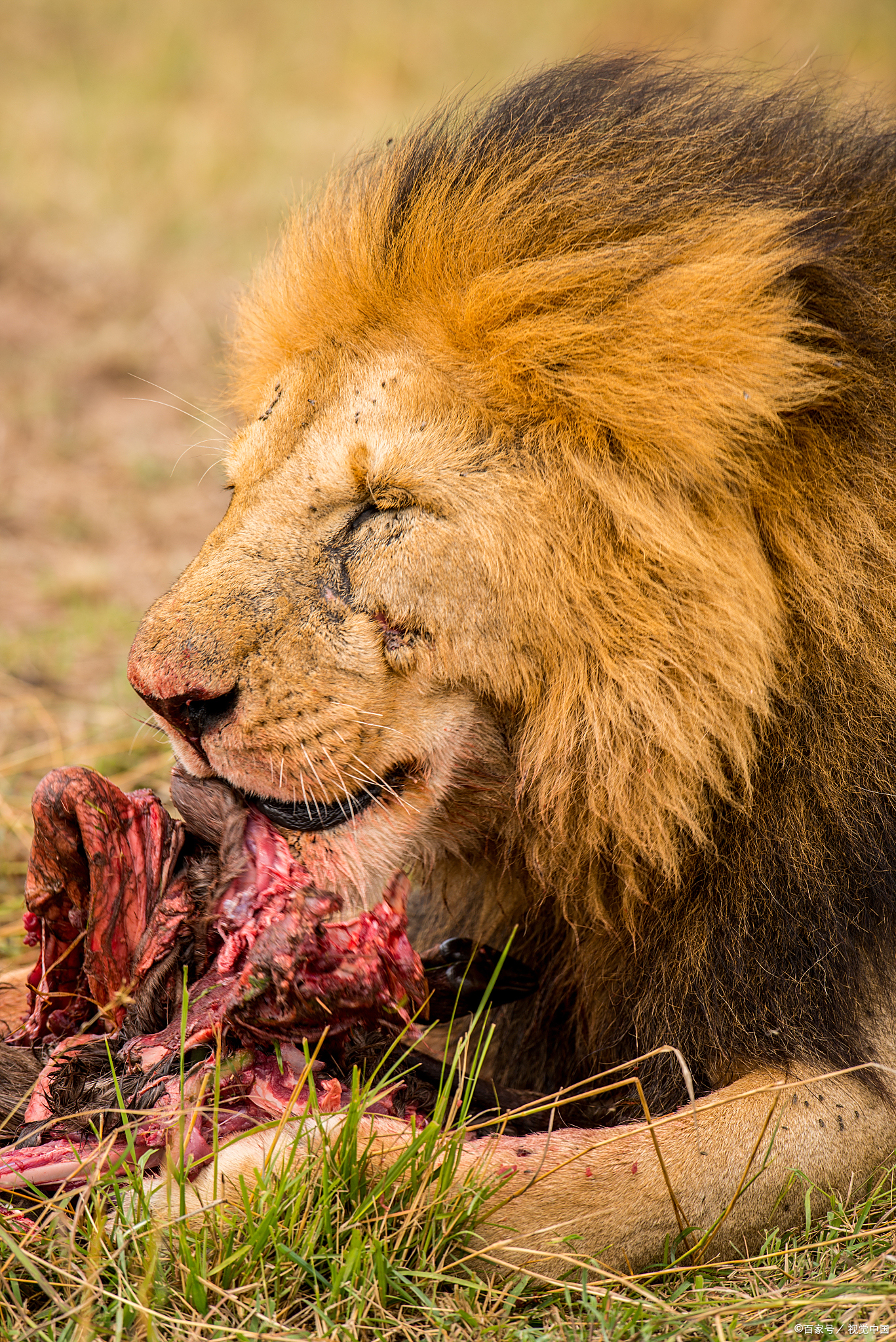 凯尔特人遭遇连败，沉寂的沃克急需复苏！的简单介绍